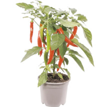 Plant de piment avec des piments rouges et verts dans un pot en plastique gris.