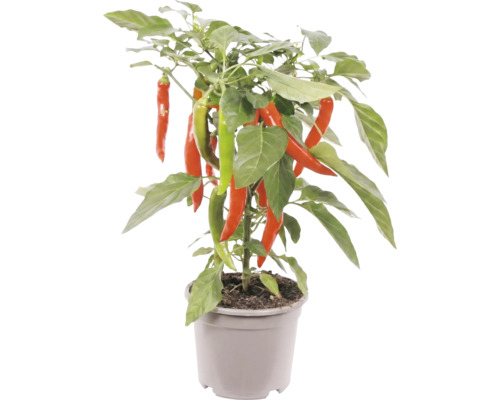 Plant de piment avec des piments rouges et verts dans un pot en plastique gris.