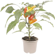 Plant de poivron avec des fruits à différents stades de maturité dans un pot en plastique.