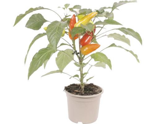 Plant de poivron avec des fruits à différents stades de maturité dans un pot en plastique.