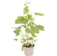 Plant de concombre snack avec feuilles vertes, fleurs jaunes et petits fruits dans un pot gris avec des tuteurs en bois.