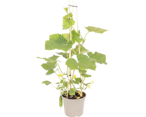 Plant de concombre snack avec feuilles vertes, fleurs jaunes et petits fruits dans un pot gris avec des tuteurs en bois.