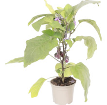 Plant d aubergine en pot avec feuilles vertes, fleurs violettes et petites aubergines.