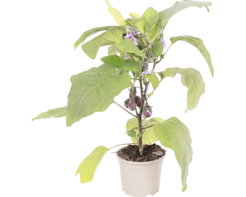 Plant d aubergine en pot avec feuilles vertes, fleurs violettes et petites aubergines.