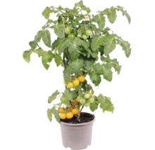 Plant de tomates cerises jaunes en pot avec feuilles vertes et petits fruits.