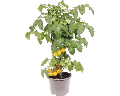 Plant de tomates cerises jaunes en pot avec feuilles vertes et petits fruits.