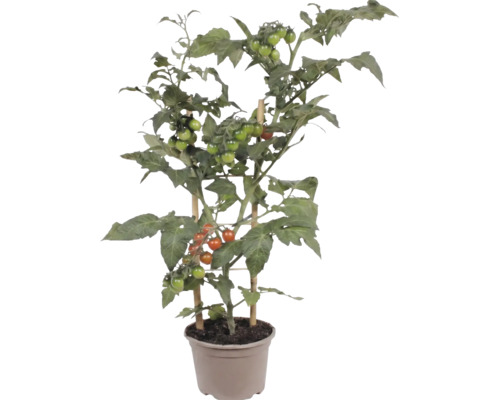 Plant de tomates avec de petits fruits en pot, soutenu par des tuteurs en bambou.