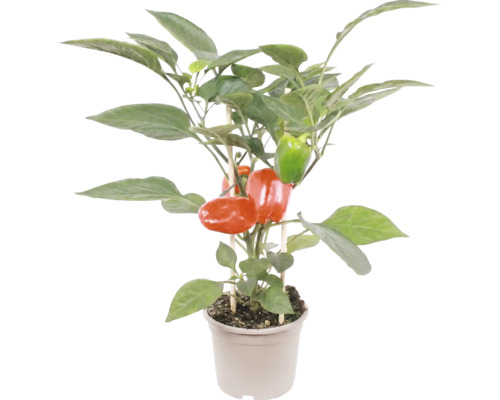 Plant de poivron en pot avec des fruits rouges et verts et des tuteurs en bois.