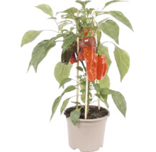 Plant de poivron avec fruits rouges en pot en plastique, soutenu par des tuteurs en bois.