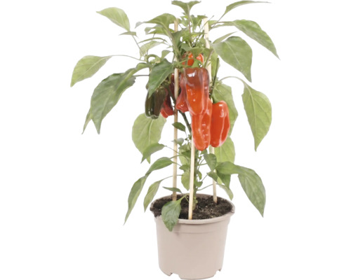 Plant de poivron avec fruits rouges en pot en plastique, soutenu par des tuteurs en bois.