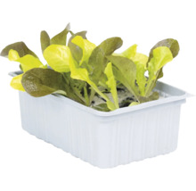 Jeunes plants de salade dans un bac en plastique blanc pour le jardin ou le balcon.