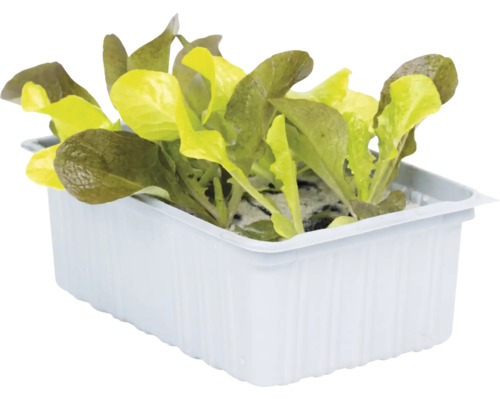 Jeunes plants de salade dans un bac en plastique blanc pour le jardin ou le balcon.