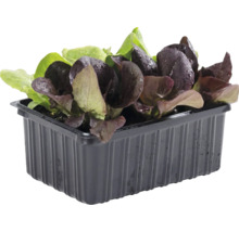 Jeunes plants de laitue verts et rouges dans une barquette en plastique noire.