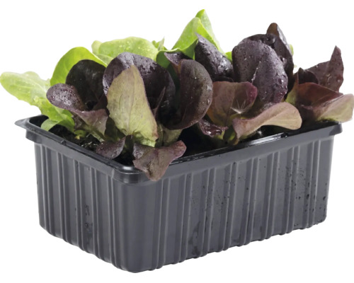 Jeunes plants de laitue verts et rouges dans une barquette en plastique noire.