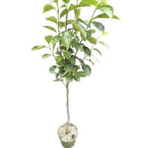Jeune plaqueminier en pot de culture avec des feuilles vertes.