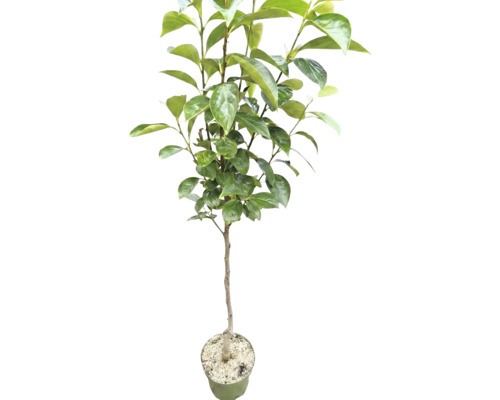 Jeune plaqueminier en pot de culture avec des feuilles vertes.
