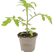 Jeune plant de tomate dans un pot en plastique avec des feuilles vertes et du terreau.
