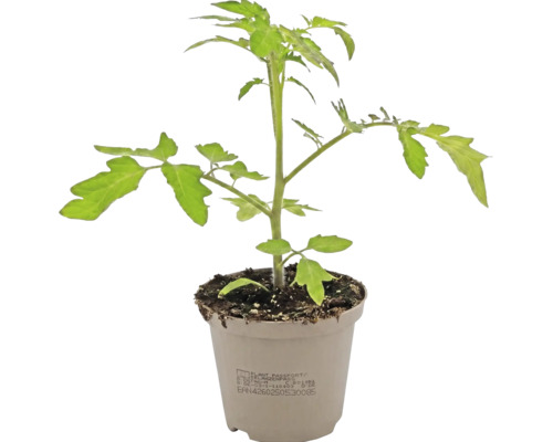 Jeune plant de tomate dans un pot en plastique avec des feuilles vertes et du terreau.