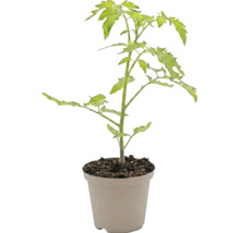 Jeune plant de tomate avec des feuilles vertes dans un pot de fleurs en plastique beige.