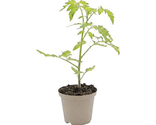Jeune plant de tomate avec des feuilles vertes dans un pot de fleurs en plastique beige.