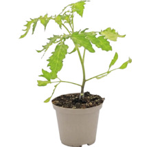 Jeune plant de tomate dans un pot de culture