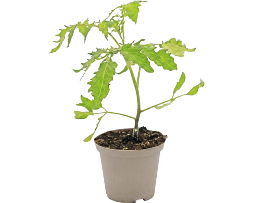 Jeune plant de tomate dans un pot de culture