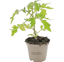 Jeune plant de tomate avec des feuilles vertes dans un pot en plastique clair avec de la terre.