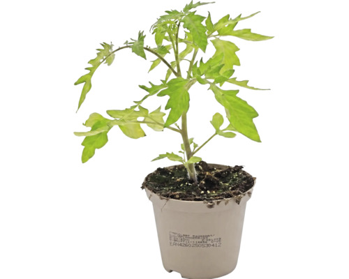 Jeune plant de tomate avec des feuilles vertes dans un pot en plastique clair avec de la terre.