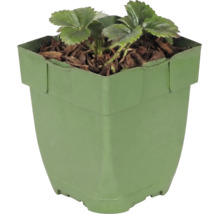 Plant de fraisier dans un pot en plastique carré avec du paillis d'écorce.