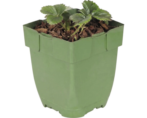 Plant de fraisier dans un pot en plastique carré avec du paillis d'écorce.