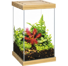 Glas-Terrarium mit Holzsockel und Deckel, bepflanzt mit Sonnentau, Moos, Farnen und Grünpflanzen in Erde.
