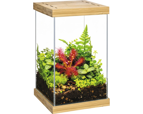 Glas-Terrarium mit Holzsockel und Deckel, bepflanzt mit Sonnentau, Moos, Farnen und Grünpflanzen in Erde.