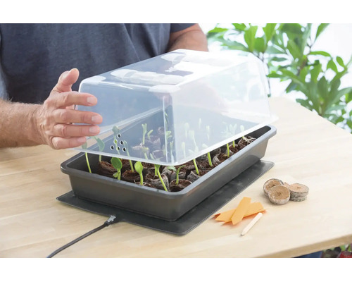 Serre d'intérieur avec couvercle transparent sur un tapis chauffant, plantée de semis dans des pastilles de terre sur une table en bois.