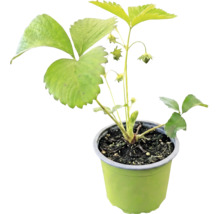 Fraisier bio 'Honeoye' FloraSelf Bio pot Ø 9 cm, variété à maturation précoce