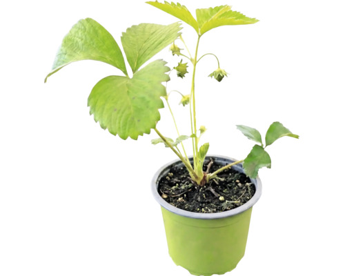 Fraisier bio 'Honeoye' FloraSelf Bio pot Ø 9 cm, variété à maturation précoce