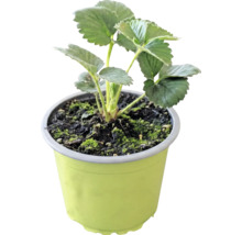 Bio Erdbeere 'Korona' FloraSelf Bio Ø 9 cm Topf, große, wohlschmeckende Früchte, Ernte im Juni