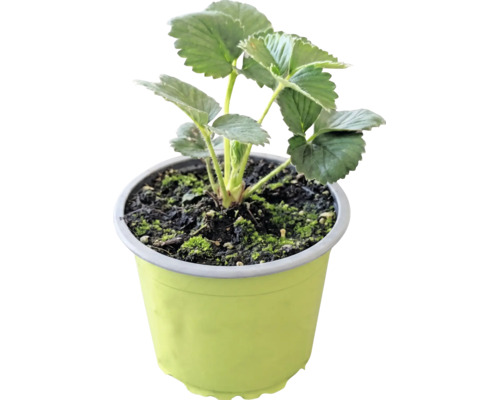 Bio Erdbeere 'Korona' FloraSelf Bio Ø 9 cm Topf, große, wohlschmeckende Früchte, Ernte im Juni
