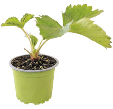 Fraisier bio 'Senga® Sengana®' FloraSelf Bio pot Ø 9 cm, variété semi-tardive