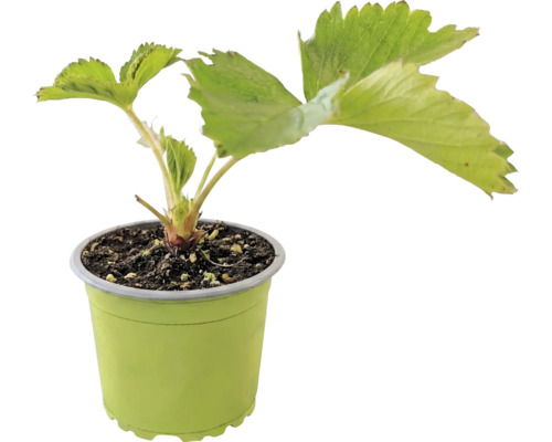 Fraisier bio 'Senga® Sengana®' FloraSelf Bio pot Ø 9 cm, variété semi-tardive