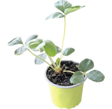 Bio Erdbeere 'Mieze Schindler' FloraSelf Bio Ø 9 cm Topf, Späte Sorte