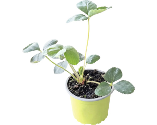 Bio Erdbeere 'Mieze Schindler' FloraSelf Bio Ø 9 cm Topf, Späte Sorte