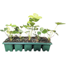 Fraisier bio 'Mara des Bois' FloraSelf Bio lot de 10, remontant, goût intense