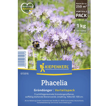 Engrais vert Phacelia de Kiepenkerl, 1 kilogramme pour environ 250 mètres carrés. Plante mellifère, annuelle, hauteur 60 à 100 centimètres.
