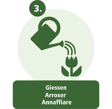 Étape 3 : Arroser la plante