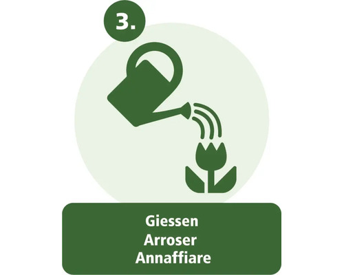 Étape 3 : Arroser la plante