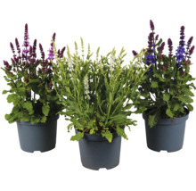 Trois pots de sauge des bois Salvia nemorosa aux fleurs violettes, blanches et bleues.