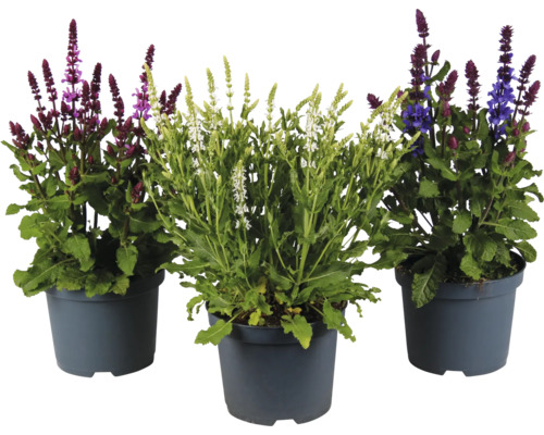 Trois pots de sauge des bois Salvia nemorosa aux fleurs violettes, blanches et bleues.