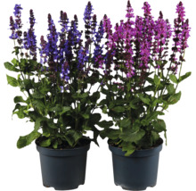 Sauge des bois Salvia nemorosa dans deux pots avec des fleurs bleues et roses.