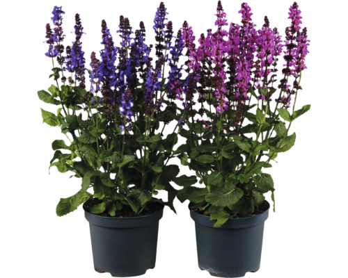 Sauge des bois Salvia nemorosa dans deux pots avec des fleurs bleues et roses.