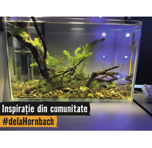 Hell eingerichtetes rechteckiges Glasaquarium mit Wasserpflanzen, Wurzelholz, Kieselsteinen, Innenfilter und Thermometer.